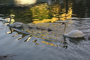 cigni, acqua, riflesso, lago, famiglia, riflessi, bianco, onde