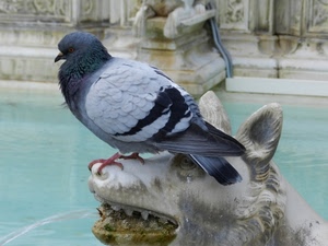 piccione, fontana, acqua, uccello, cane, statua, denti, piume, zampe, zampillo, volatile, colombo, penne, bocca, becco, lupo, animale