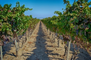 foglie, viti, uva, cielo, terra, verde, filari, vigneto, grappoli, azzurro, vigna, ombre, piante, agricoltura, ombra, tronchi, prospettiva