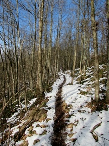 alberi, neve, sentiero, bianco, inverno, cielo, bosco, rami, azzurro, tronchi, spogli