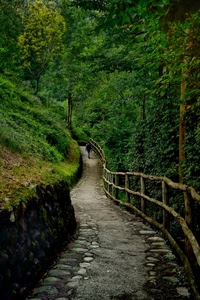 staccionata, alberi, sentiero, verde, bosco, persona, foglie, erba, uomo, pietre, muro, camminare, palizzata, legno, sassi