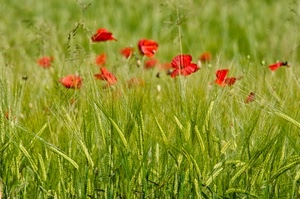 papaveri, spighe, rosso, verde, campo, erba, fiori, grano, petali, prato, piante, rossi