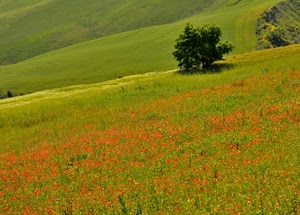 rosso, verde, papaveri, albero, fiori, prato, alberi, erba, colline, primavera, campagna