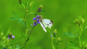 farfalla, fiore, verde, ali, viola, bianca, fiori, erba, bianco