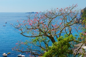 mare, fiori, barche, rosa, verde, albero, azzurro, isola, alberi, acqua, foglie, costa, cielo, rami, pianta, primavera, panorama, paesaggio