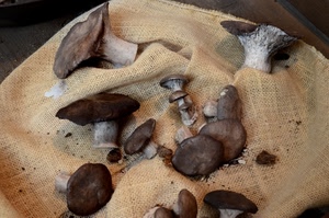 funghi, marrone, sacco, tela, cappelle, telo, gambi, stoffa