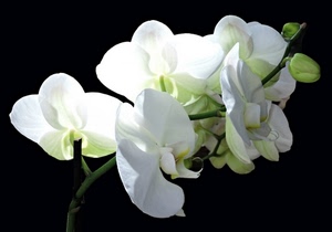 bianco, boccioli, petali, nero, orchidea, fiori, verde, macro, ramo, stelo, gambo, orchidee, fiore