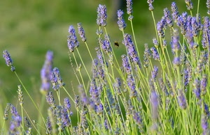 fiori, viola, lavanda, ape, verde, insetto, piante