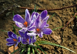 viola, fiori, foglie, petali, pistilli, arancione, fiore, verde
