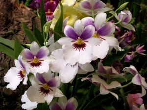 fiori, foglie, viola, petali, orchidee, verde, bianco, giallo, pistilli, natura, fiore, flora, boccioli, lilla, corolle, bianche, corolla, stami, orchidea, rosa