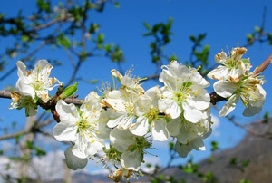 fiori, bianco, rami, cielo, petali, primavera, pistilli, ramo, azzurro, bianchi