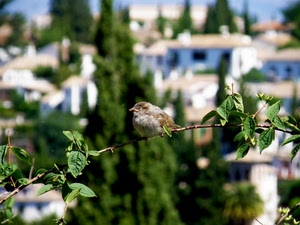foglie, ramo, uccello, case, alberi, passero, verde, volatile, uccellino, animale