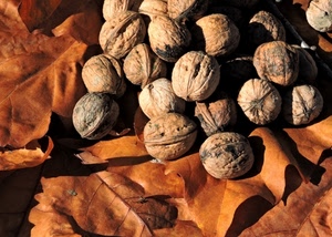 foglie, noci, autunno, marrone, gusci, frutta, mucchio, frutti, guscio, secche