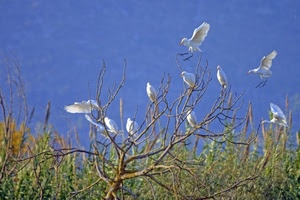 uccelli, albero, rami, bianco, cielo, ali, verde