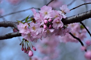 rosa, primavera, fiori, ramo, pesco, boccioli, fiore, petali