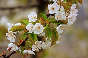 fiori, foglie, ramo, bianco, primavera, verde, petali, pistilli, bianchi, sfocato